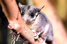 Cuộc khủng hoảng tuyệt chủng các loài sinh vật bản địa Australia