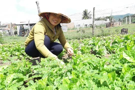 Phụ nữ Tân An liên kết sản xuất rau an toàn