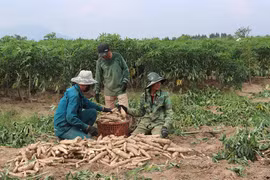 Người trồng mì tại phía Đông tỉnh Gia Lai bị ảnh hưởng kép