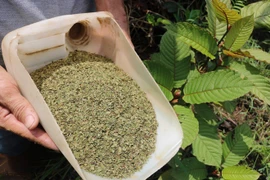 "Thần dược" kratom khiến cả thế giới lo ngại