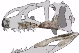 "Quái thú" khổng lồ răng cá mập, mình bò sát lộ diện ở Thái Lan