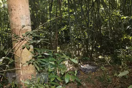 Bình Phước: Nam thanh niên tử vong nghi do trúng đạn khi đi săn