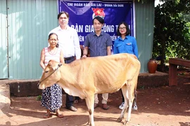 Chi đoàn Báo Gia Lai: Sửa nhà, tặng bò cho 4 bà cháu nghèo