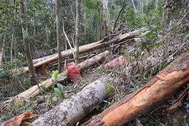 Chặt hạ cây rừng đẽo lấy vỏ bán cho thương lái