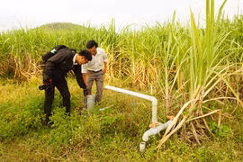 Phú Thiện: Cánh đồng mía lớn gặp khó