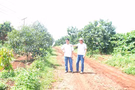 Đak Đoa: Nông dân thu nhập ổn định nhờ xen canh