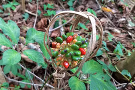 Những người bảo tồn "quốc bảo" sâm Việt Nam