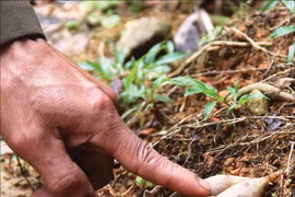 Chuyện lạ TT-Huế: Trồng loài sâm quý tiến vua chống phá rừng