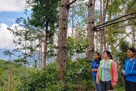 Sự thật sau những tác phẩm để đời-Kỳ 2: Xà nu-lễ vật hôn nhân