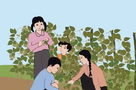 Lá thường xuân bên rào