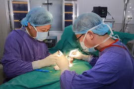 Xoắn tinh hoàn có thể ảnh hưởng đến khả năng sinh sản