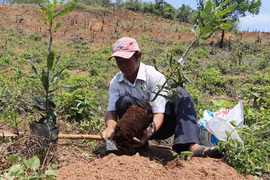 Cây mắc ca "bén đất" Kbang