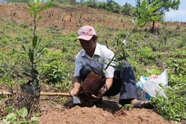 Cây mắc ca "bén đất" Kbang