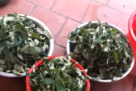 Lá sen phơi khô giá 400 ngàn một ký, chị em tranh mua để làm đẹp