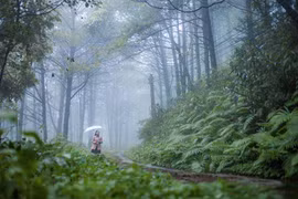 Hồn mưa Phố núi