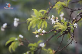 Mộc Châu bừng sáng sắc hoa trái mùa