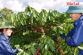 Công ty Cà phê Ia Sao 2: Phát triển cà phê bền vững