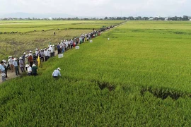 Thương hiệu "Gạo Phú Thiện": Giấc mơ đang thành hiện thực