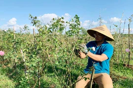 "Cơ ngơi xanh" của chàng trai 9X