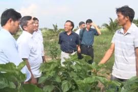 Kbang: Nông dân liên kết trồng hơn 60 ha dâu nuôi tằm