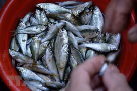 Trải nghiệm một ngày mùa nước nổi cùng ngư dân Đồng Tháp