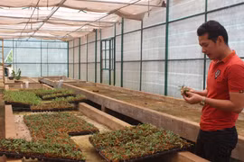 Gia Lai: Cung ứng 30 ngàn cây giống hoa lan ra thị trường