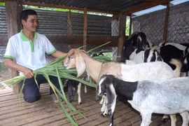 Ia Pa: Nông dân thoát nghèo nhờ hỗ trợ sinh kế nuôi dê lai