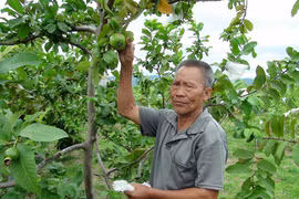 Lão nông không cam chịu thất bại