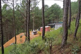 Buộc tháo dỡ toàn bộ công trình 'mọc' trái phép trong rừng thông tại Đà Lạt