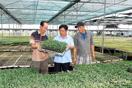 Gia Lai-Đà Nẵng: Hợp tác sản xuất, cung ứng rau quả an toàn