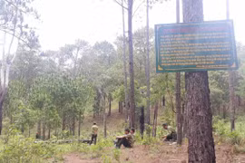 Mở đường vào thắng cảnh rừng thông Hà Tam