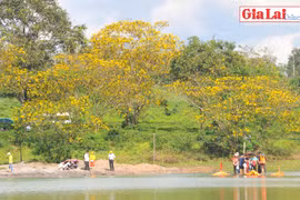 Gia Lai: Ấn tượng Ngày hội Hoa muồng vàng