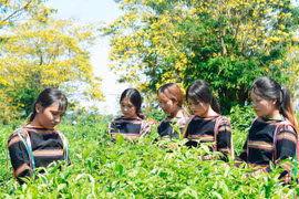 Ngày hội Hoa muồng vàng: Ấn tượng đẹp trong lòng du khách