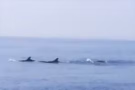 Quảng Nam: Đàn cá heo lớn xuất hiện trên vùng biển Cửa Đại