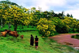 Ngày hội Hoa muồng vàng tại Gia Lai: Quảng bá văn hóa và sản phẩm đặc trưng