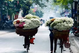 Cúc họa mi đẹp mơ màng báo hiệu đông về giữa lòng Hà Nội