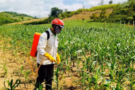 Kbang: Tập trung phòng trừ sâu bệnh hại cây trồng