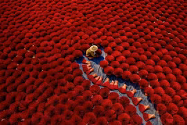 Nhiếp ảnh gia Việt Nam gây ấn tượng tại Sony World Photography Awards