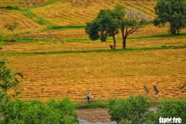 Bình dị mà rạng rỡ trên cánh đồng lúa Tà Pạ ở Tri Tôn