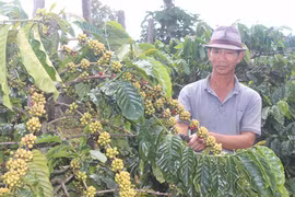 Giá cà phê giảm, nông dân Gia Lai lo lắng