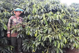 Đak Đoa: Sôi nổi phong trào nông dân thi đua sản xuất, kinh doanh giỏi