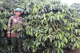Đak Đoa: Sôi nổi phong trào nông dân thi đua sản xuất, kinh doanh giỏi