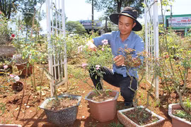 9X khởi nghiệp từ trồng hoa hồng