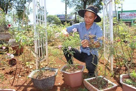 9X khởi nghiệp từ trồng hoa hồng