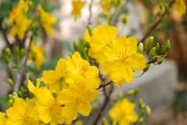 Thủ tướng chốt phương án nghỉ Tết Nguyên đán 2020