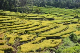 Ấn tượng ruộng bậc thang ở Chư Sê