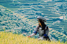 Mù Cang Chải lấp lánh những nấc thang vàng