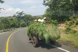 "Đu" người theo xe công nông