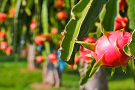 Lý do khiến nông sản Việt chưa thoát 'đáy' trong chuỗi giá trị toàn cầu