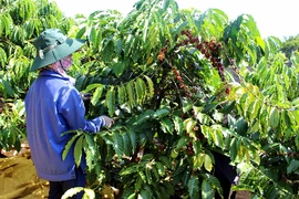 Ia Grai: Tái canh gần 620 ha cà phê